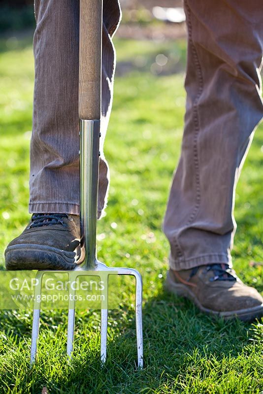Lawn care - aerating lawn with garden fork in spring. 