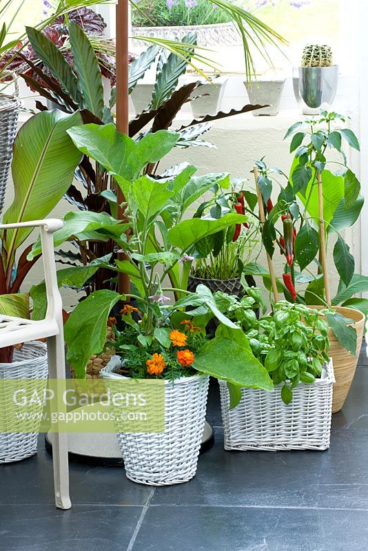 Conservatory with various containers planted with herbs, peppers and foliage plants