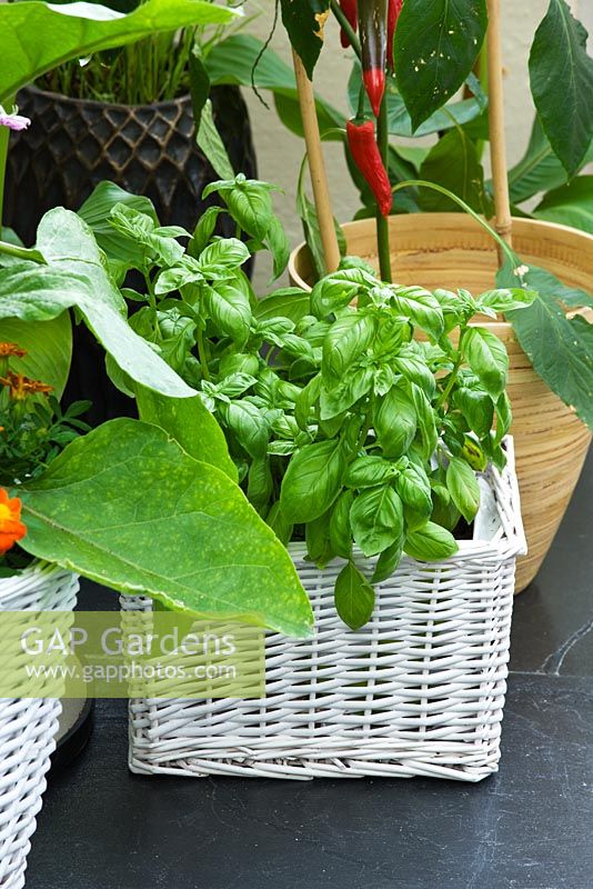 Conservatory with various containers planted with basil and peppers