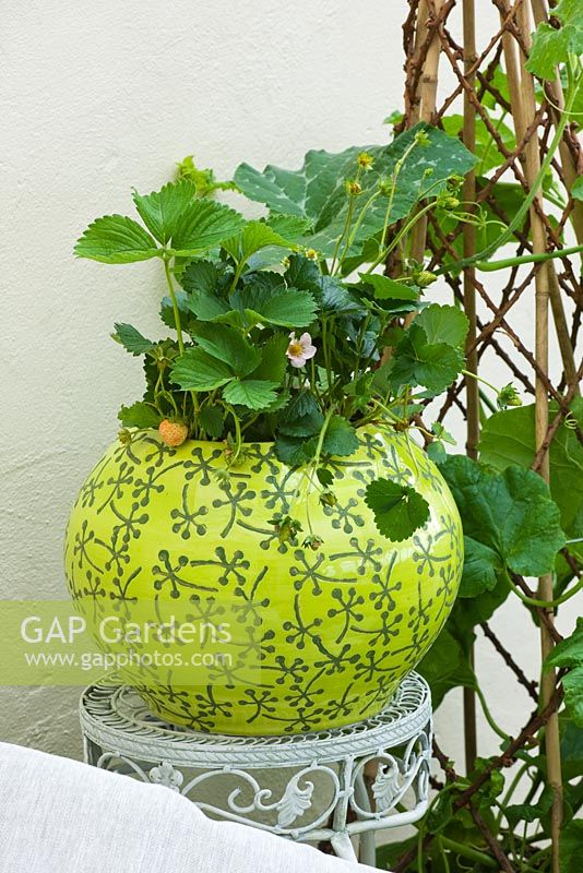 Conservatory with lime green container planted with alpine strawberries