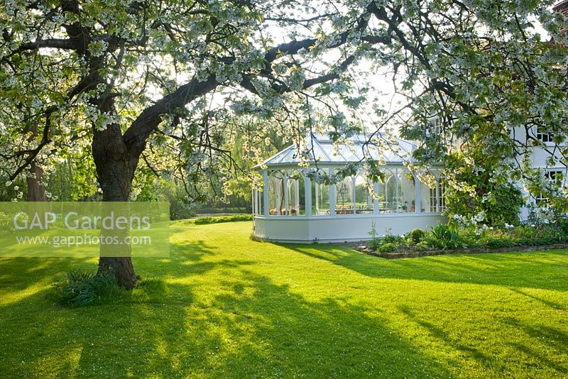 Tree with white blossom on lawn, white conservatory beside the house