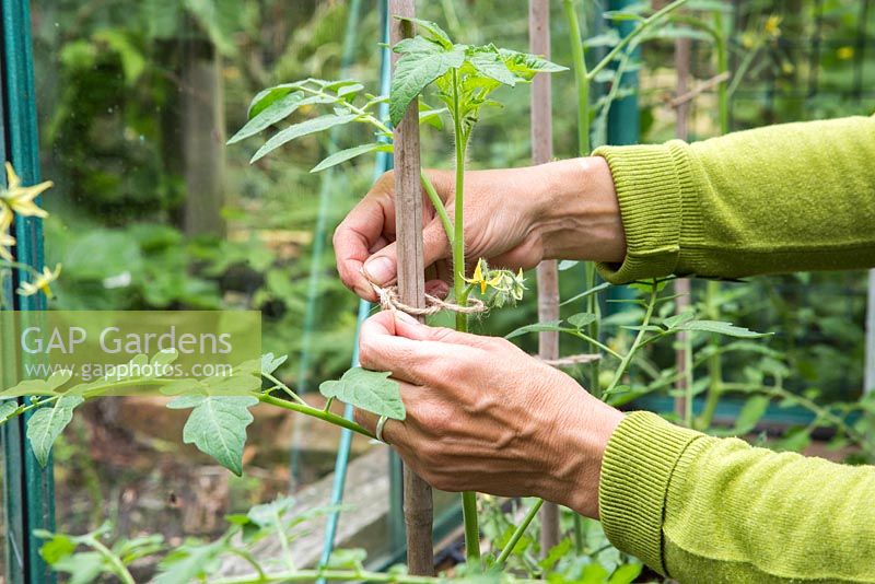 Tying in tomato plants to stake supports