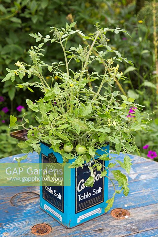 Tomato plant growing inside a vintage salt container