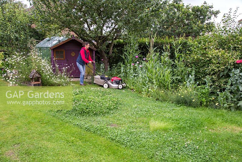 Creating a Clover mound - Woman mowing the lawn in her back garden.