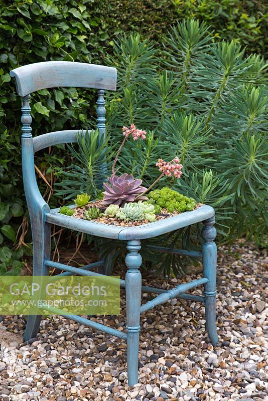 A display of Succulents planted in a vintage chair