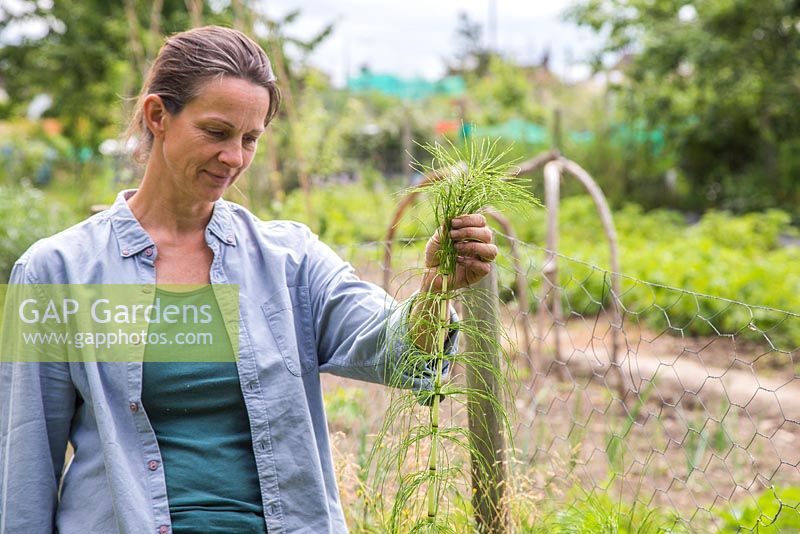 Woman removing Horsetail - Equisetum arvense, from an allotment plot