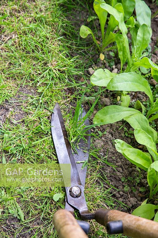 Trimming allotment patch border with long handled garden edging shears