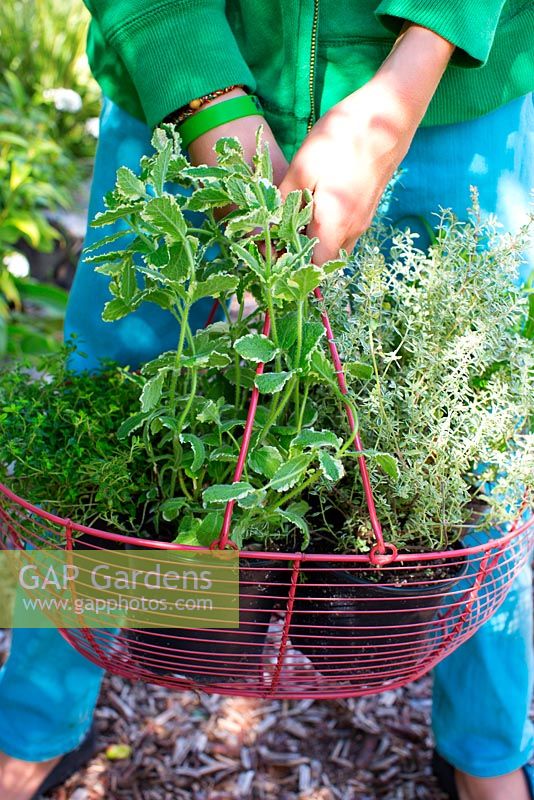 Boy holding basket with herbs to plant out in garden, mint, thyme