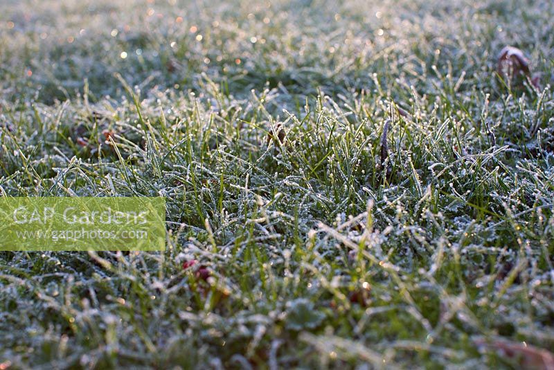 Lawn with frost in November
