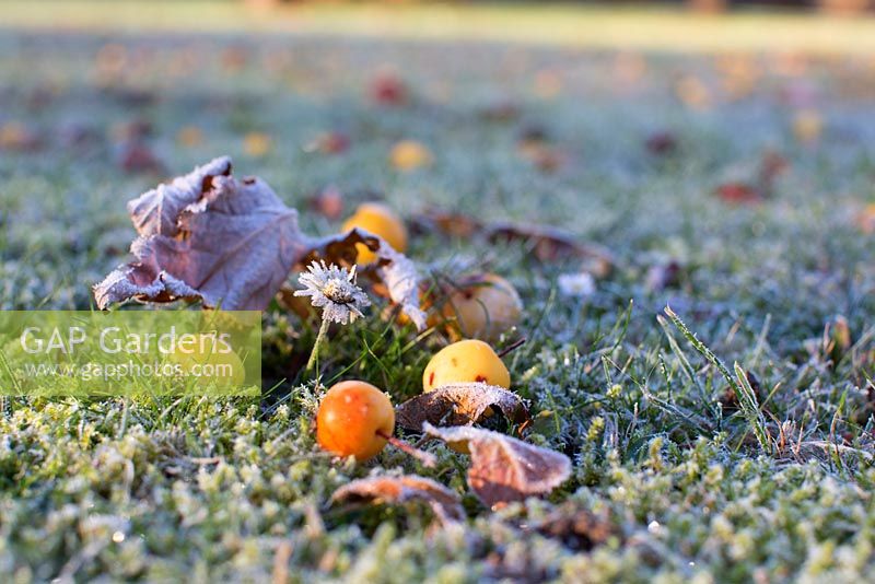 Crabapples and Bellis perennis on grass lawn with frost, November
