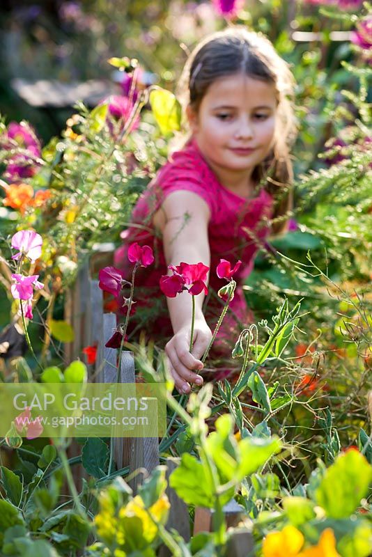 Girl picking flowers in the garden. Sweet peas - Lathyrus odoratus.