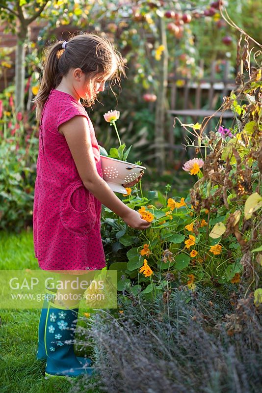 Girl collecting edible flowers - nasturtium.