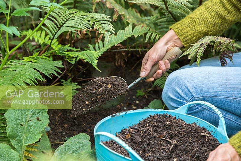 Mulching a shady border with composted green waste