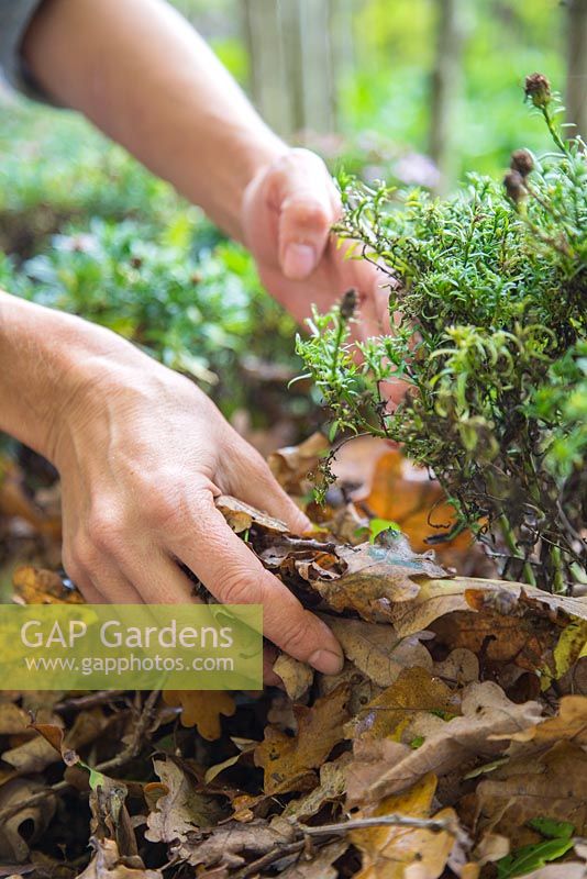 Mulching a garden border with autumnal leaves