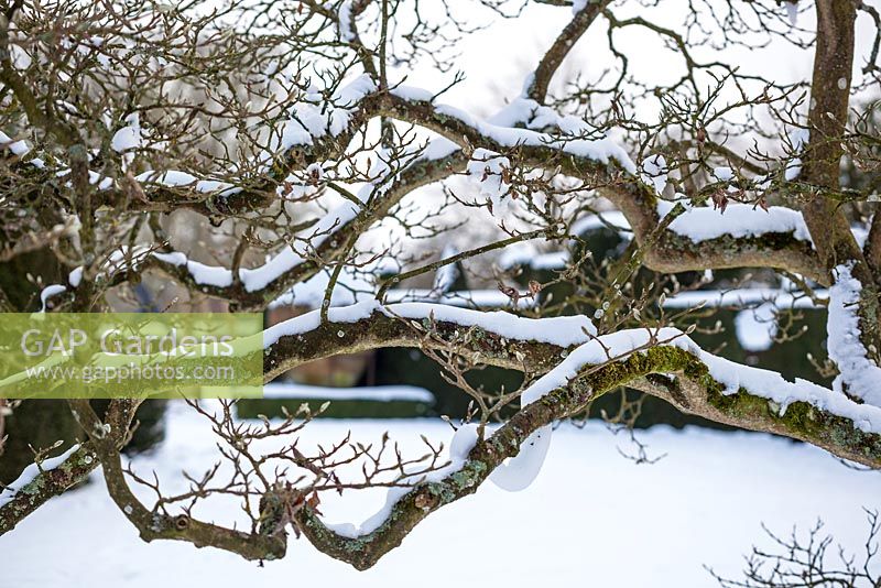 Highgrove Garden in snow, 21 January 2013