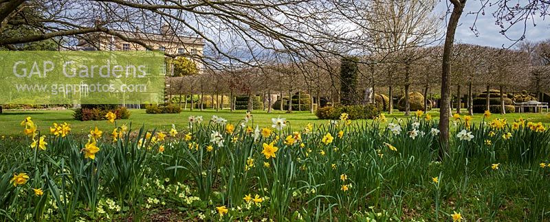 Highgrove Garden in Spring, April 2013. Daffodils and blossom near the House and Thyme walk
