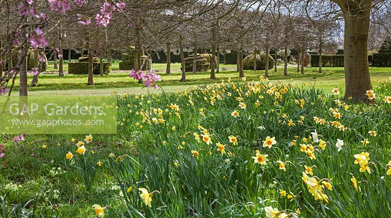 Highgrove Garden in Spring, April 2013. Daffodils and blossom near the Thyme Walk.