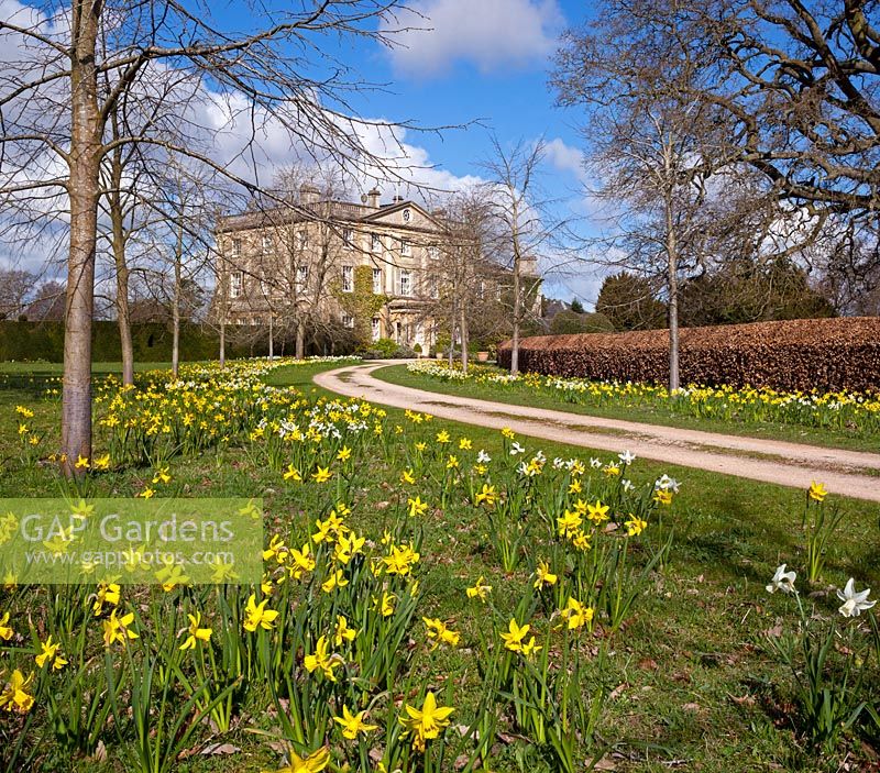 Highgrove House and the front drive lined with lime trees and daffodils, April 2013