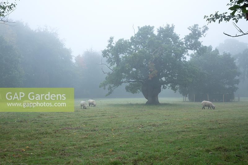 Sheep graze in the Meadow around Highgrove. Some of the trees around Highgrove date back to 1680. September 2013. 