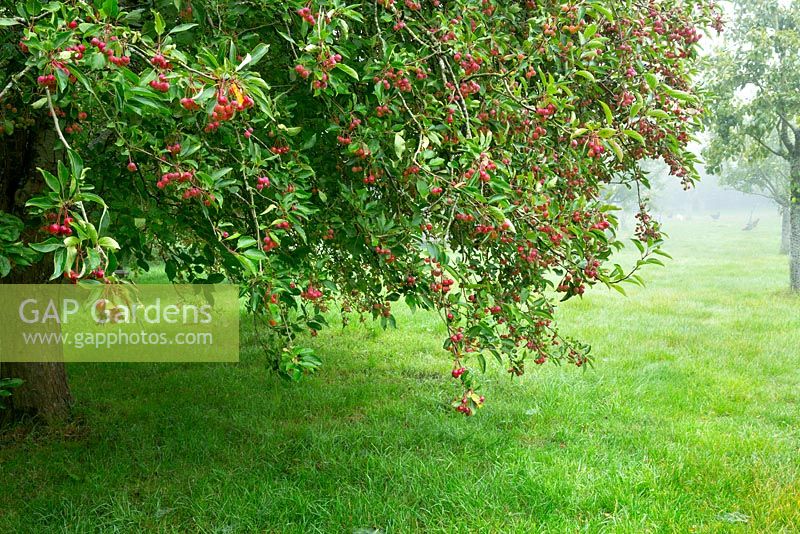 Crab apples, in the Lower Orchard, Highgrove Garden, September 2013. Apples in the orchard are completely organic.  