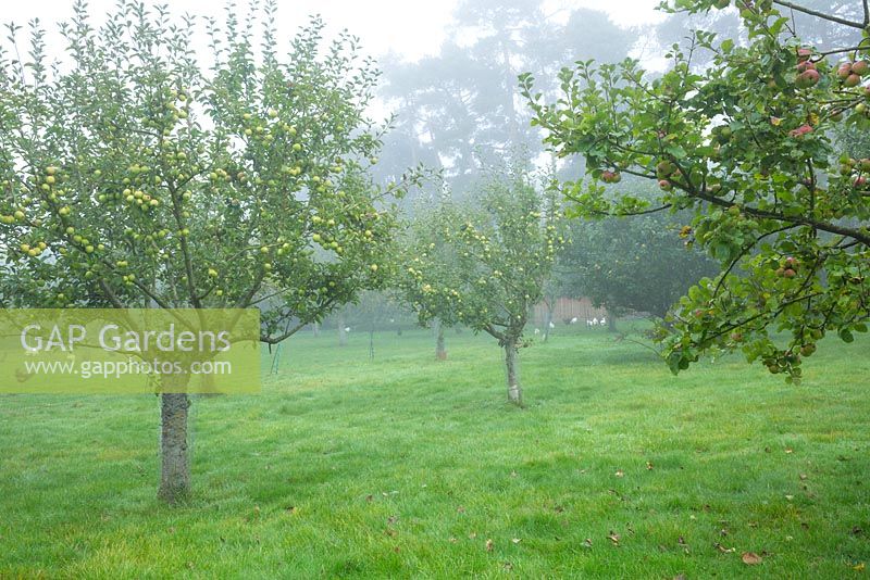 Apples in the Lower Orchard, Highgrove Garden, September 2013. Fruit in the orchard is completely organic. 