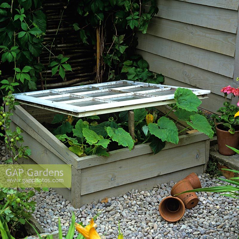 Wooden cold frame filled with courgettes.