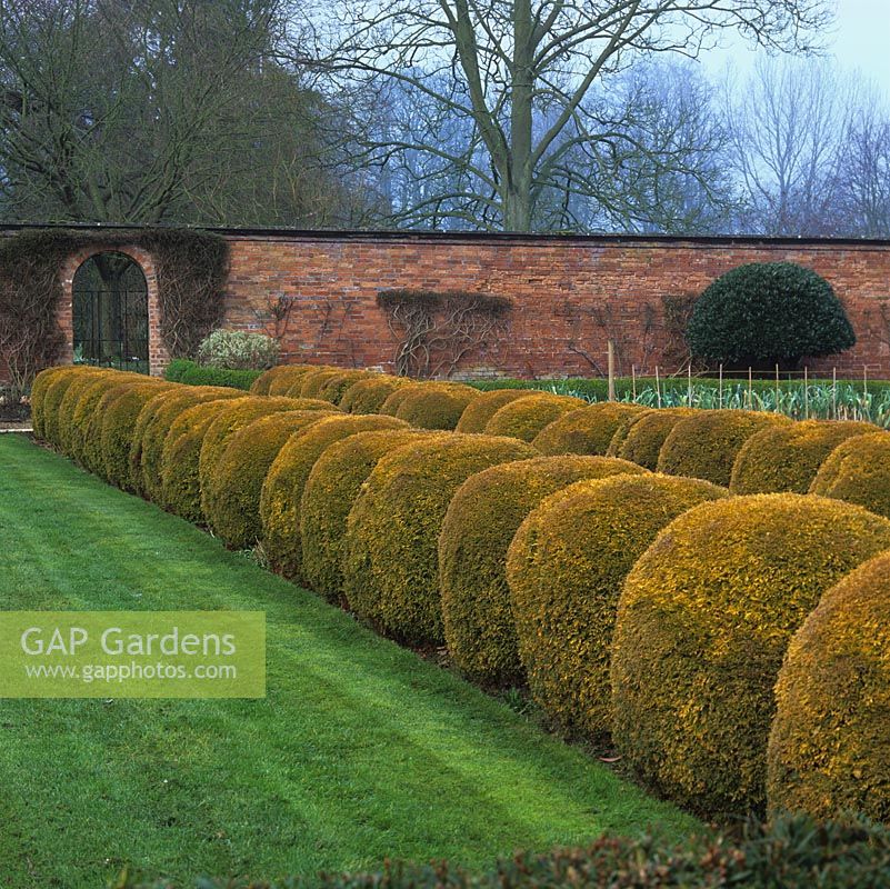 Path leading to wrought iron gate in old red brick wall is edged in great globes of Thuja occidentalis Rheingold.