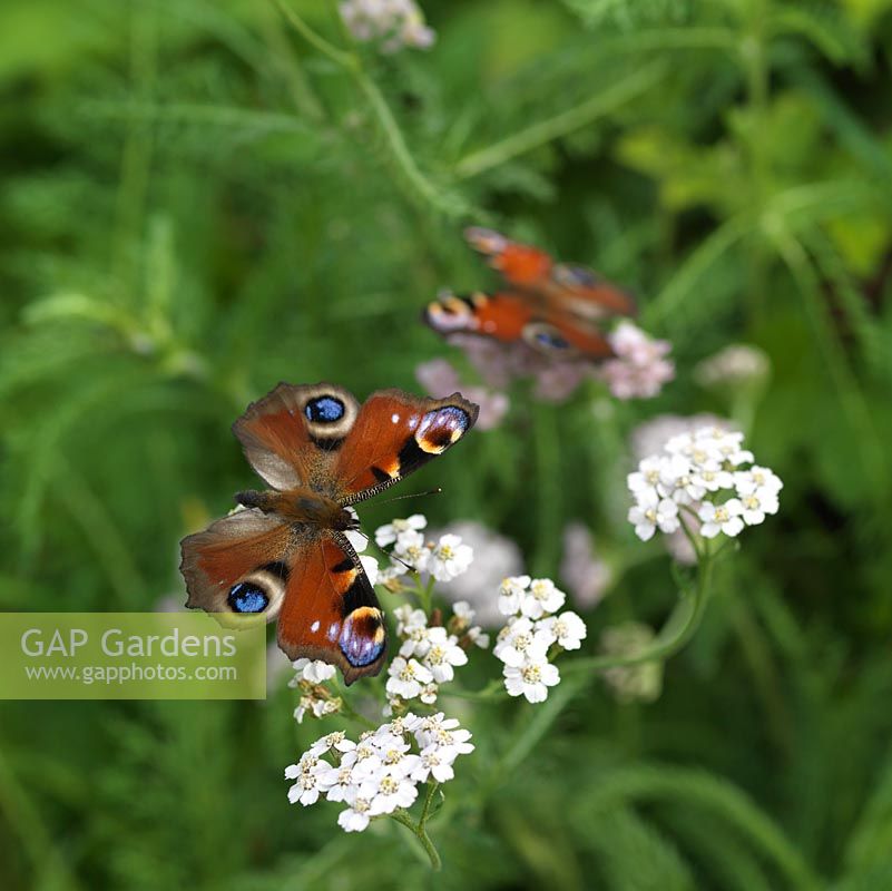 Peacock butterfly - Inachis io is one of the UK's most common garden visitors, searching for nectar on a wide range of flowers, such as yarrow - Achillea millefolium