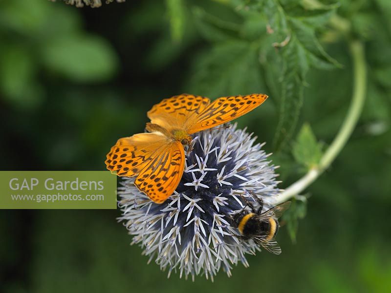 Silver-washed fritillary - Argynnis paphia lives in woods and hedged lanes. Here sharing a globe thistle - Echinops ritro with a bumble bee.