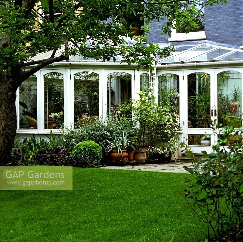 Seen past old apple tree, lawn and bed of box and heuchera, conservatory designed to blur the transition from indoor planting to the garden beyond.