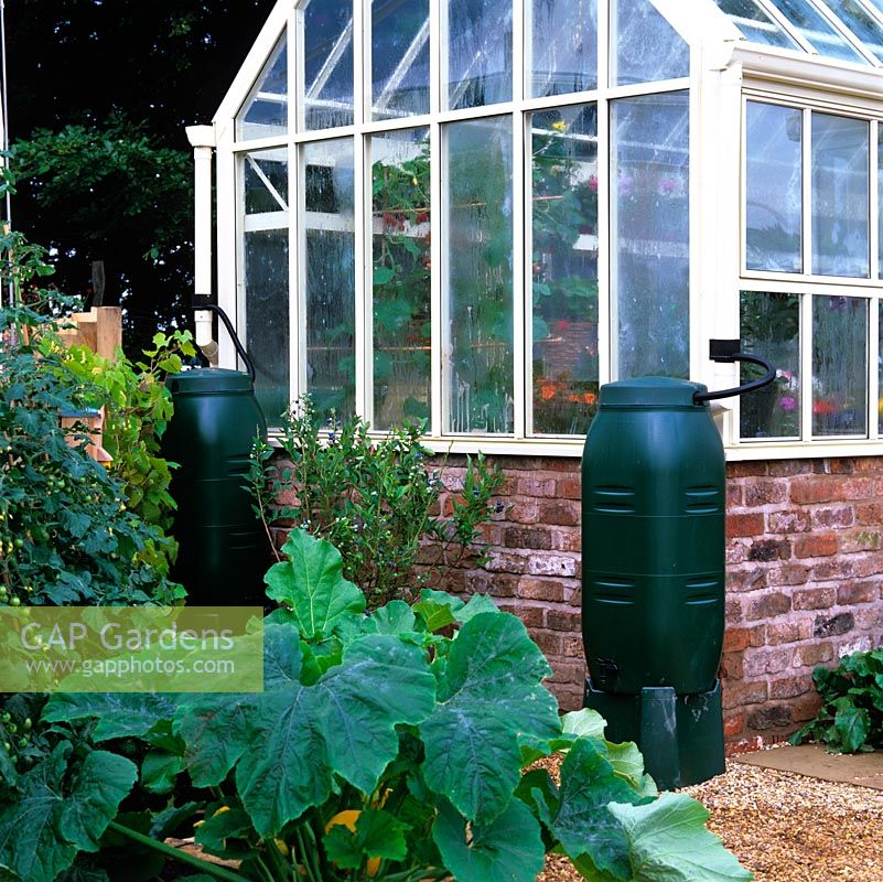 Greenhouse with green plastic water butts to catch rainwater from the roof.