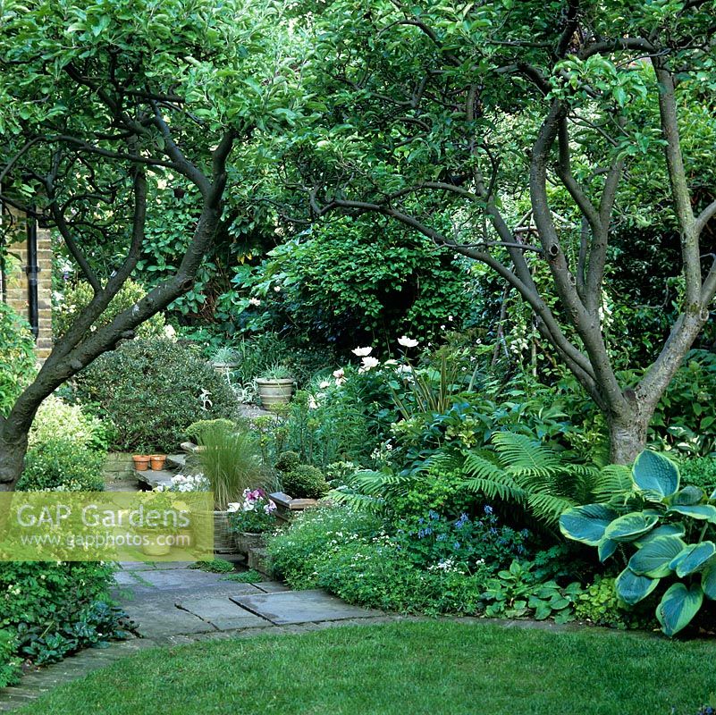 Old apple trees, corydalis and hostas edged path leading to sunken area with white peonies, hebe, petunia, pansies, hostas, ferns, hellebores and foxgloves.