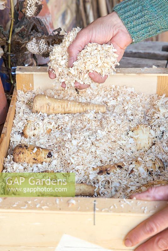 Storing Root Vegetables - Parsnips being covered in sawdust and stored in a wooden crate
