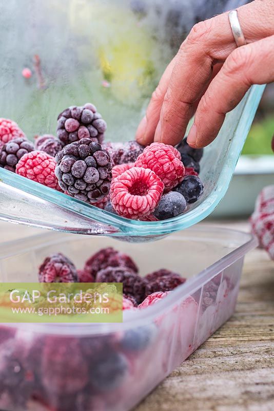 Frozen Summer Fruits. Empyting tray of frozen foraged berries into plastic containers. Featuring Blueberries - Vaccinium, Raspberries and Blackberries - Rubus fruticosus