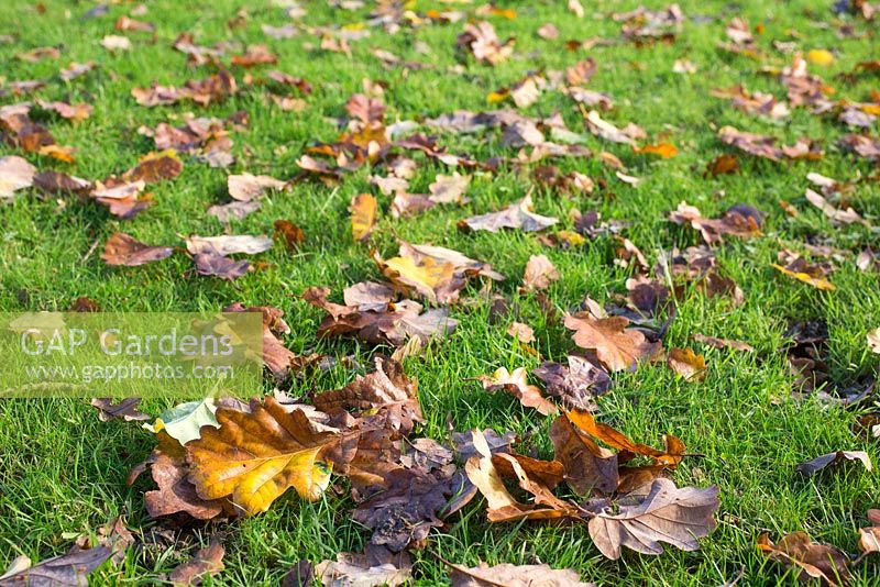 Quercus leaves scattered on a garden lawn