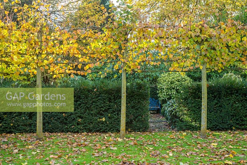 Pleached lime trees and yew hedges in autumn