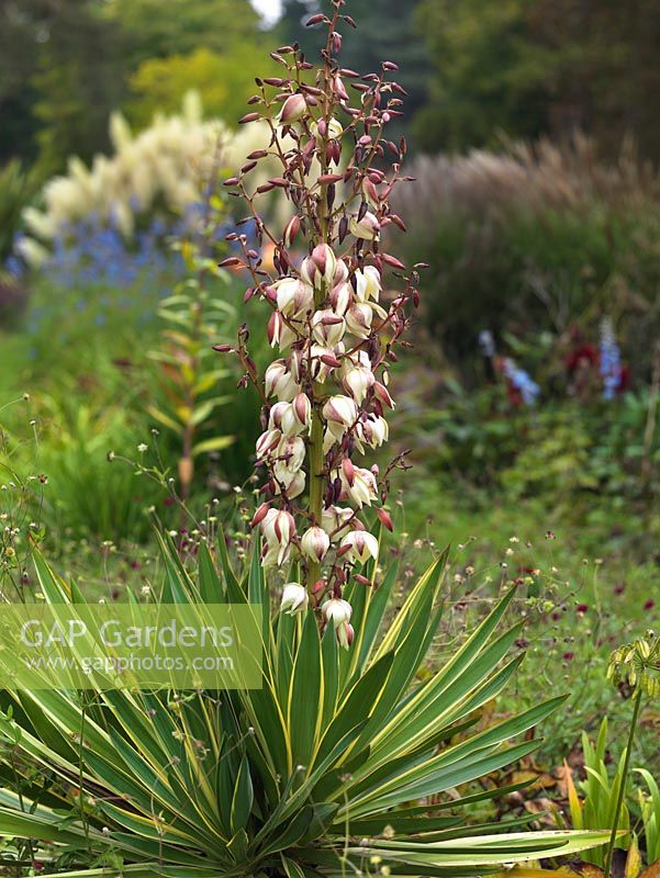 Yucca elephantipes Variegata, Giant yucca, an evergreen shrub with pointed, sharp leaves and, on mature plants, tall spikes of white flowers.