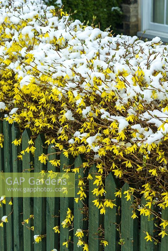 Forsythia hedge over picket fence with snow. March.