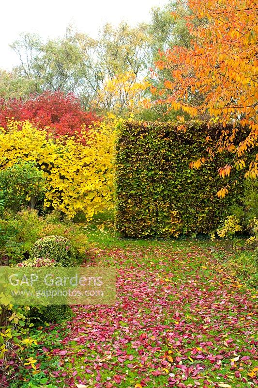 Beech hedge and box topiary contrasting with autumn colour of Prunus avium, pleached lime, cotinus and fallen leaves of Prunus cerasifera 'Nigra'. Hardwicke House, Fen Ditton, Cambridge