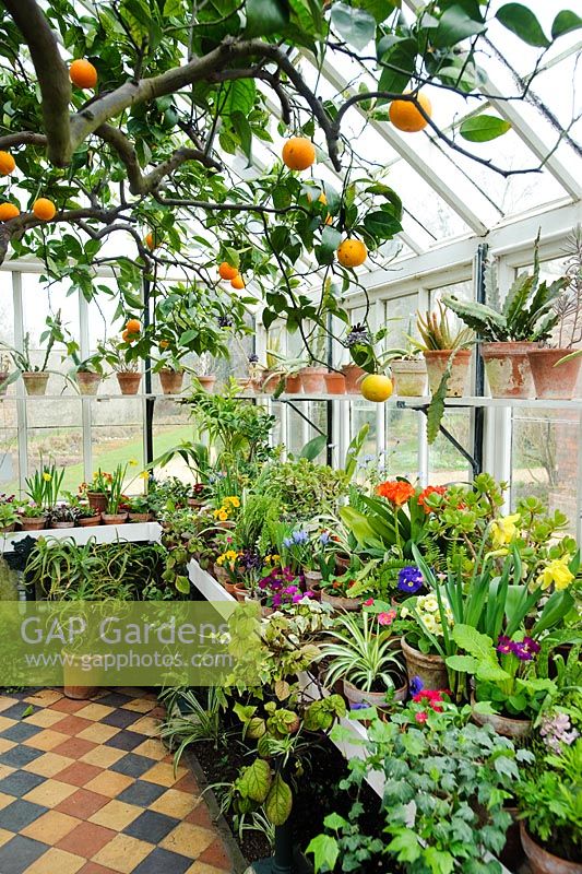 Conservatory in spring with orange tree and wide range of flowering and foliage plants in pots on bench and shelves
