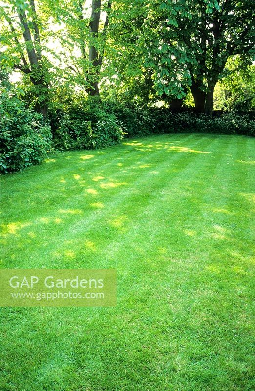 Garden lawn mown with stripes, dappled shade from trees