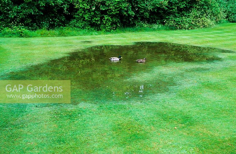Flooded lawn after heavy rain in summer with Mallard duck and drake.