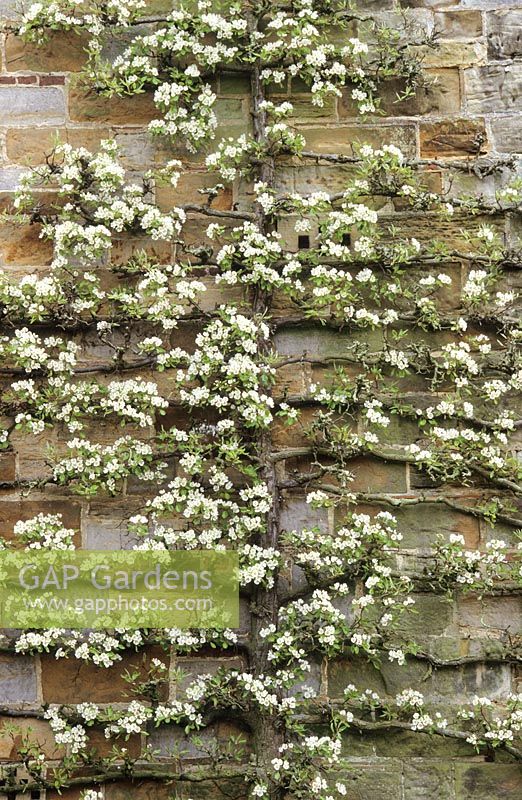A trained pear in blossom on the wall of the house at Great Dixter. Pyrus