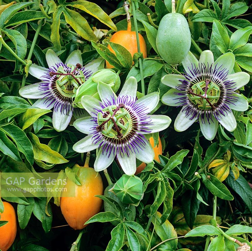 Tuinplanten Soorten Google Zoeken Passiflora Caerulea Passion My Xxx