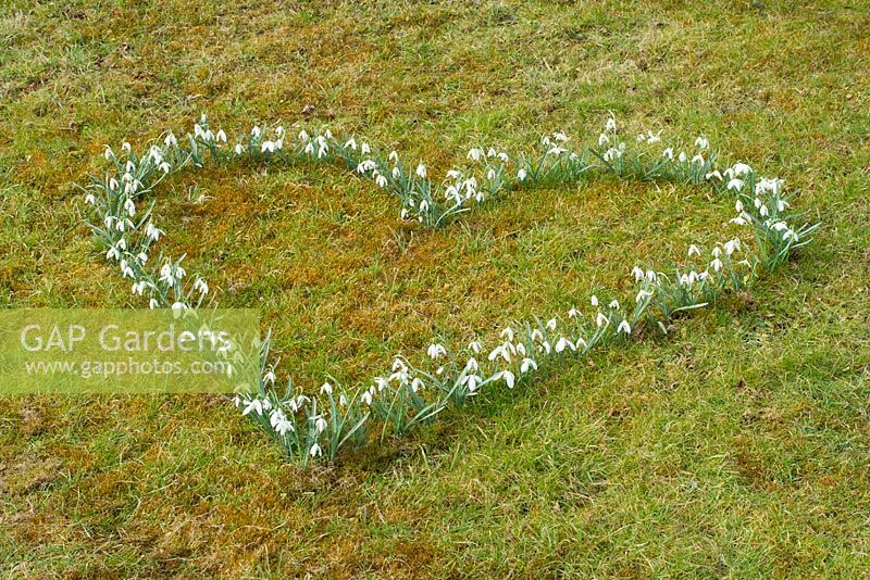 Heart shape of snowdrops flowering in lawn in early March