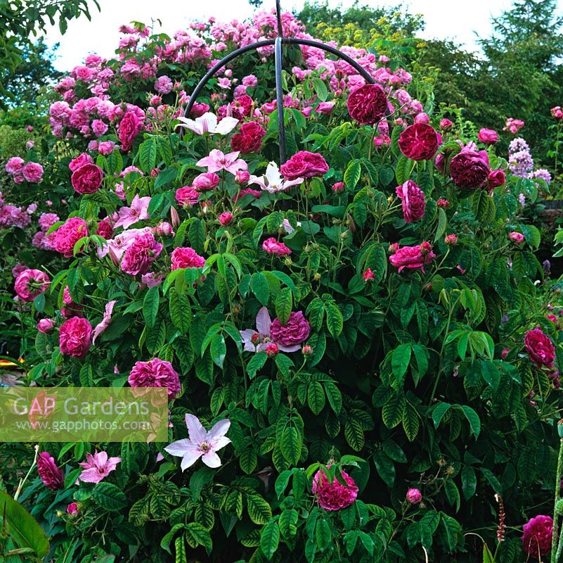 An obelisk covered by Rosa 'Charles de Mills' and Clematis 'Hagley Hybrid'.