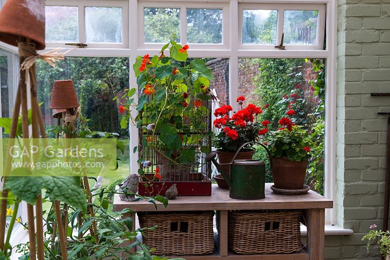 A gardener's conservatory with scented Pelargoniums, tender vegetable plants, nasturtium and gardening paraphernalia.