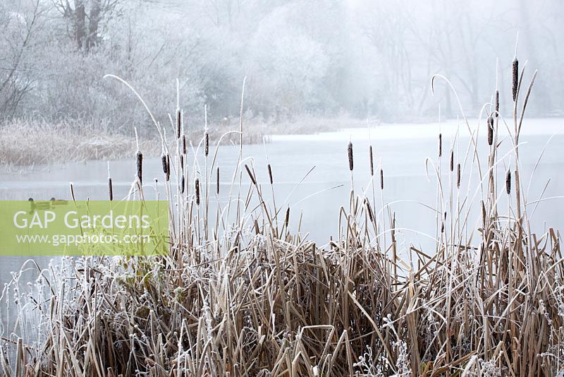 Bullrushes by a frozen lake in Gloucestershire on a frosty winter's day. Typha latifolia