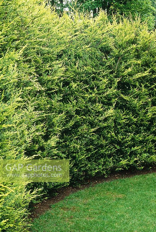 Curved hedge of x cupressocyparis leylandii 'castlewellan' - leyland cypress - Hughes Hall, Cambridge, May