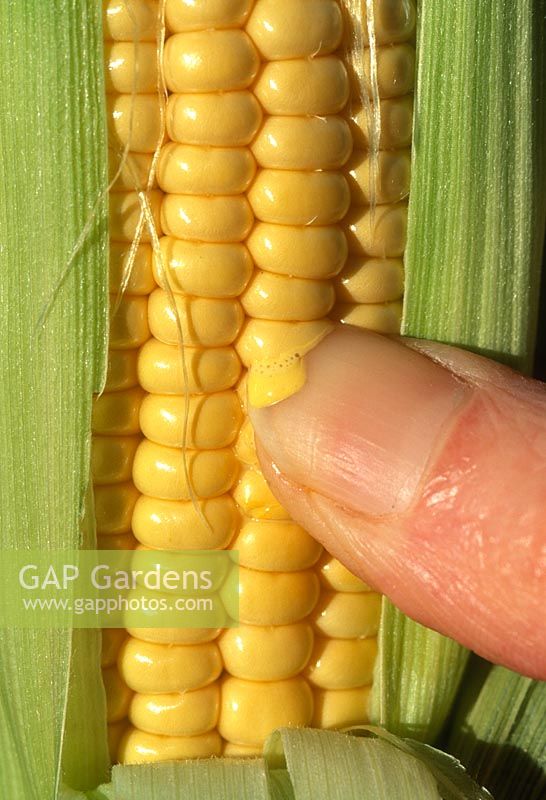 Sweetcorn, testing for ripeness, if milky fluid present when kernel is punctured